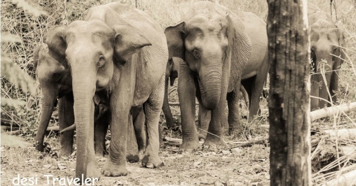 Herd of elephants at Wayanad
